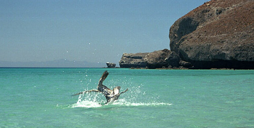 Pelican Diving